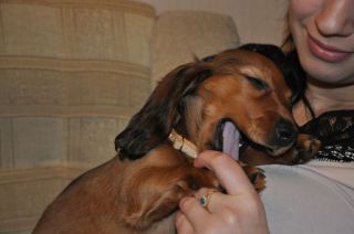 jamnik d�ugow�osy